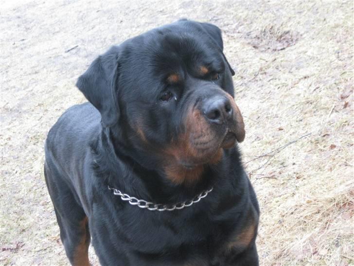 Rottweiler Balder billede 8