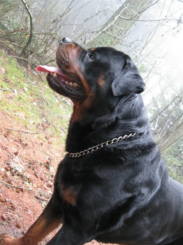 Rottweiler Balder billede 9