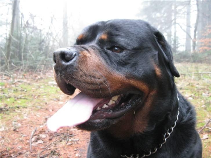 Rottweiler Balder billede 10