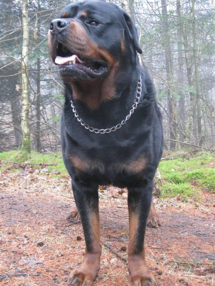 Rottweiler Balder billede 11