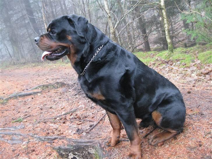 Rottweiler Balder billede 12