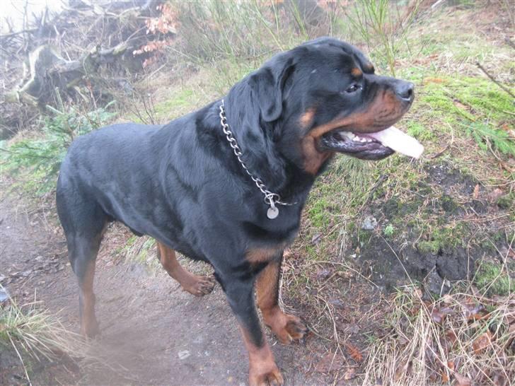 Rottweiler Balder billede 13