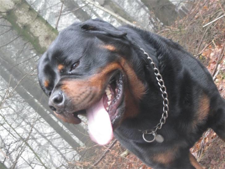 Rottweiler Balder billede 14