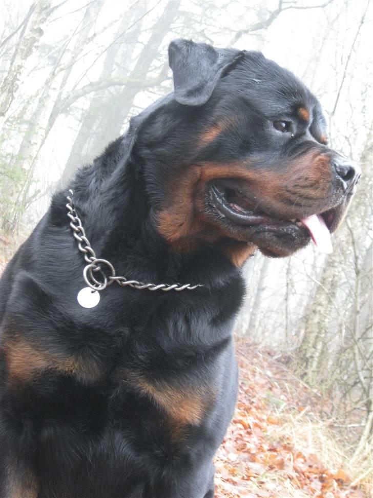 Rottweiler Balder billede 15