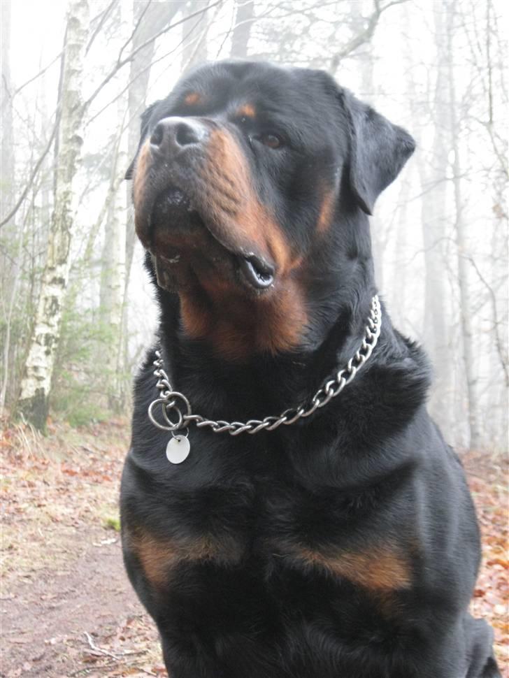 Rottweiler Balder billede 16