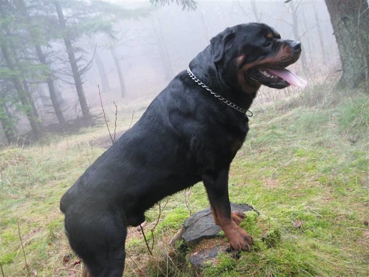 Rottweiler Balder billede 17