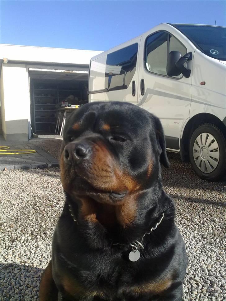 Rottweiler Balder billede 18