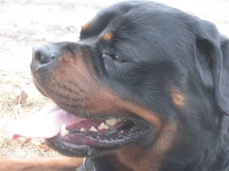 Rottweiler Balder billede 19