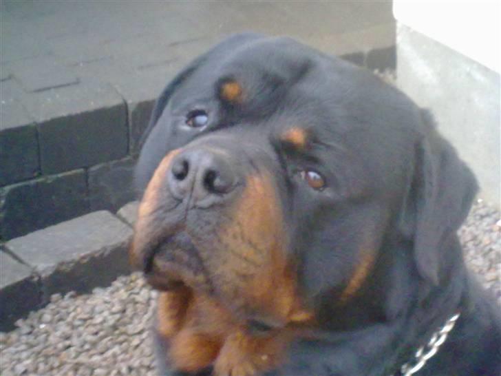 Rottweiler Balder billede 20