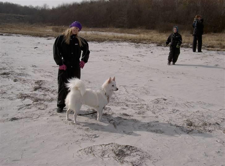 Dansk Spids Frida (Abby) - En dejlig dag på stranden. billede 16