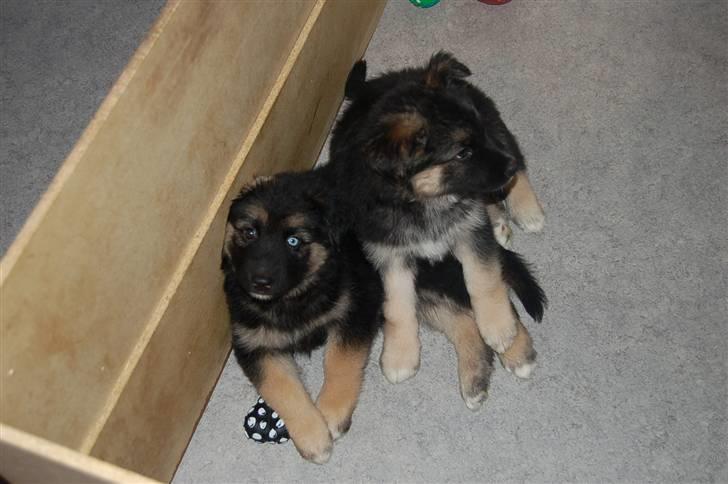 Blanding af racer Diesel billede 1