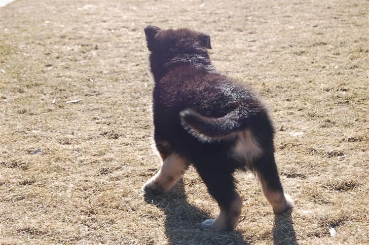 Blanding af racer Diesel billede 2