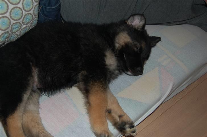 Blanding af racer Diesel billede 3