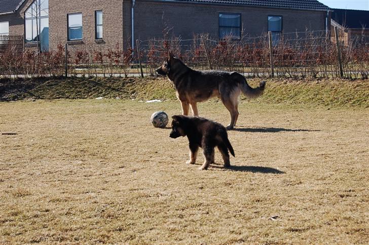 Blanding af racer Diesel billede 4