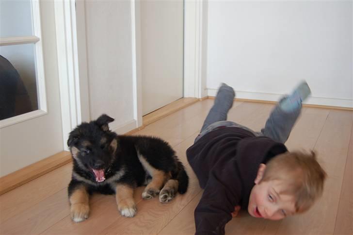 Blanding af racer Diesel billede 5