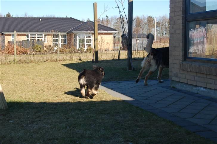 Blanding af racer Diesel billede 6