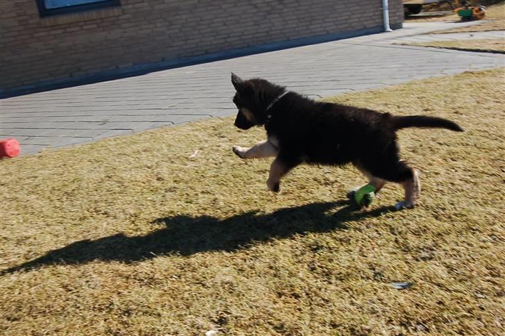 Blanding af racer Diesel billede 7