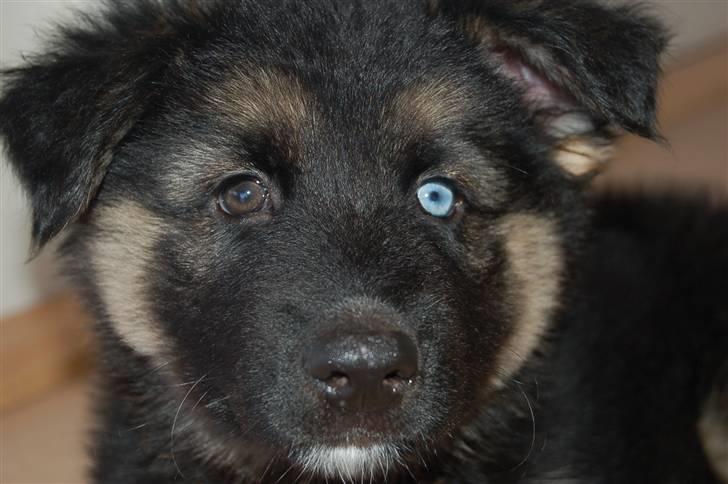 Blanding af racer Diesel billede 8