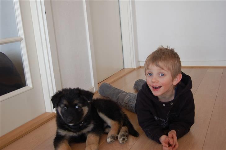 Blanding af racer Diesel billede 9