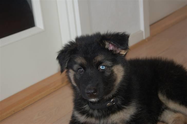 Blanding af racer Diesel billede 10