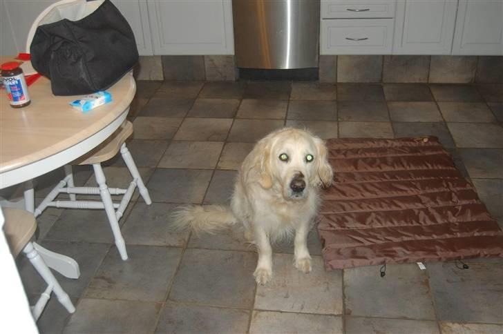 Golden retriever Klientstrupgaard´s Molly billede 1