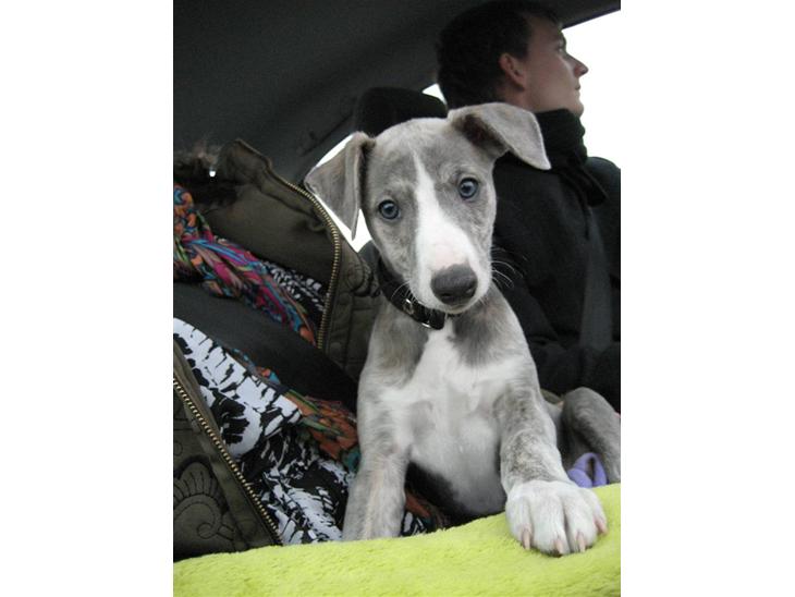 Whippet Sea Leopards Quiet Qairo billede 1