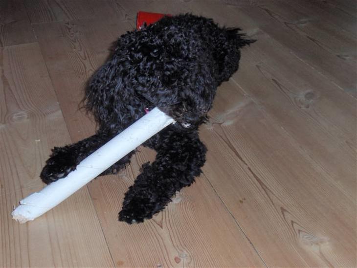 {{currentPhoto.altText}} billede {{currentPhoto.number}}