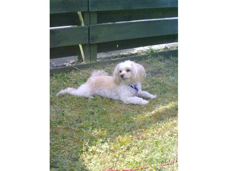 {{currentPhoto.altText}} billede {{currentPhoto.number}}