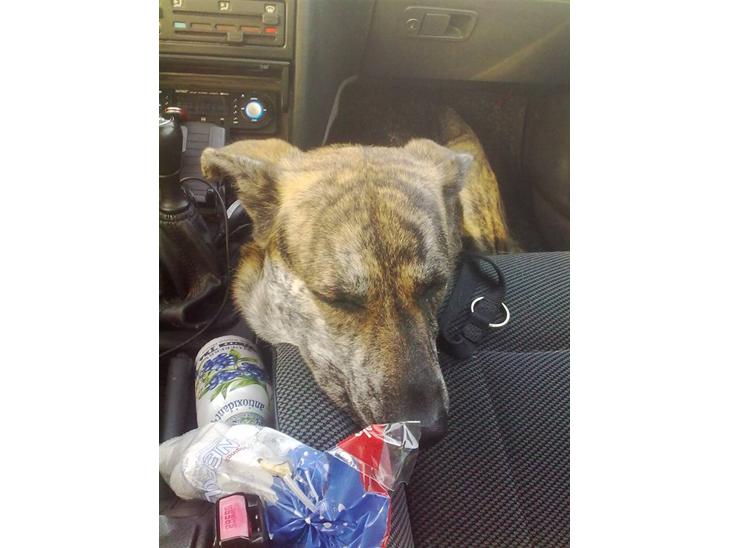 {{currentPhoto.altText}} billede {{currentPhoto.number}}