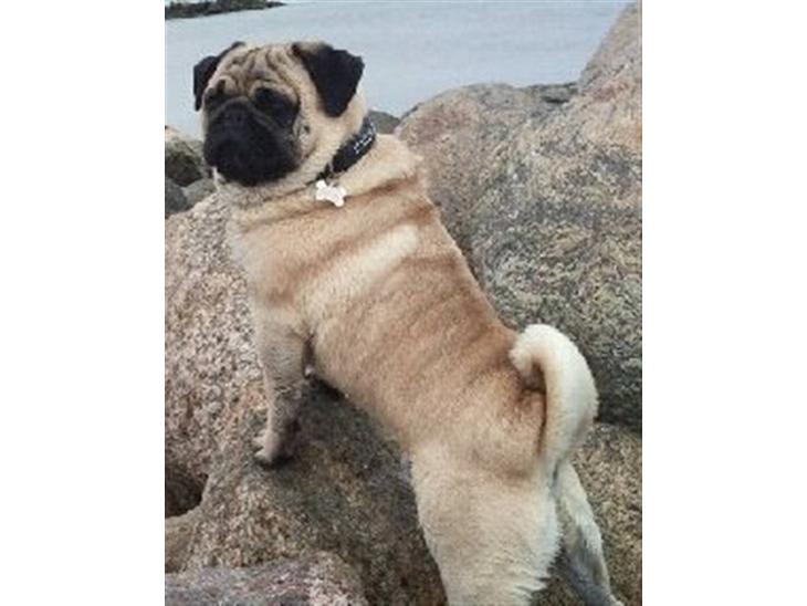 {{currentPhoto.altText}} billede {{currentPhoto.number}}