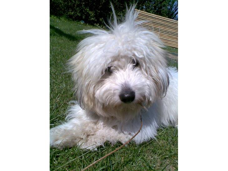 {{currentPhoto.altText}} billede {{currentPhoto.number}}