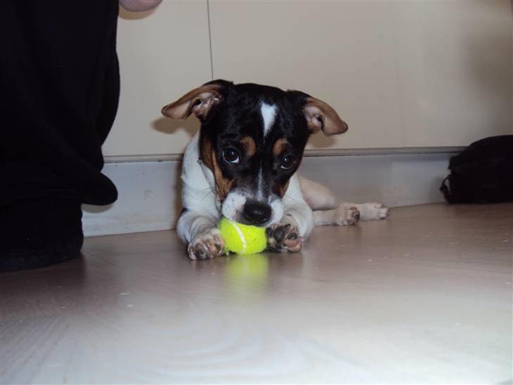 {{currentPhoto.altText}} billede {{currentPhoto.number}}