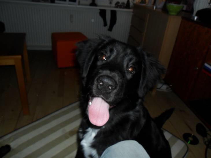 {{currentPhoto.altText}} billede {{currentPhoto.number}}