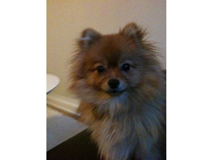 {{currentPhoto.altText}} billede {{currentPhoto.number}}