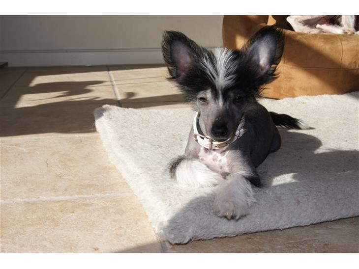 {{currentPhoto.altText}} billede {{currentPhoto.number}}