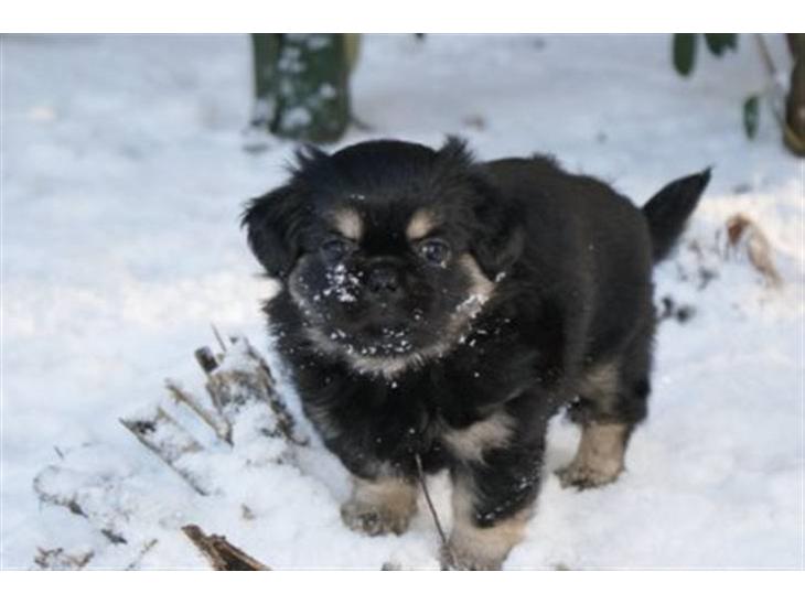 {{currentPhoto.altText}} billede {{currentPhoto.number}}