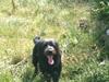 Blanding af racer Jensen! <3 (Solgt) [Tidl. hund]