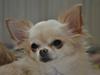 Chihuahua Emma
