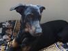 Blanding af racer Nikita R.I.P [ Himmelhund]
