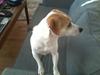 Jack russell terrier Figo [Tidl. hund]