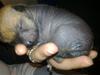 Xoloitzcuintle manse