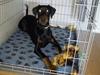 Dobermann Dobergaarden F. El Diablo [ Himmelhund]