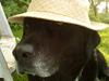 Labrador retriever Rofus [ Himmelhund]