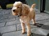 Dværgpuddel Gunilla [ Himmelhund]