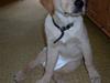 Labrador retriever Danny *Min* Tidl. Hund :(
