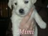 Blanding af racer Mimi R.I.P [ Himmelhund]