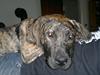 Dogo canario Freja