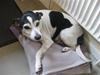 Dansk svensk gaardhund Olivia [ Himmelhund]