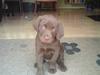 Labrador retriever Aslan