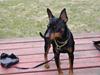 Dvaergpinscher Kenzo